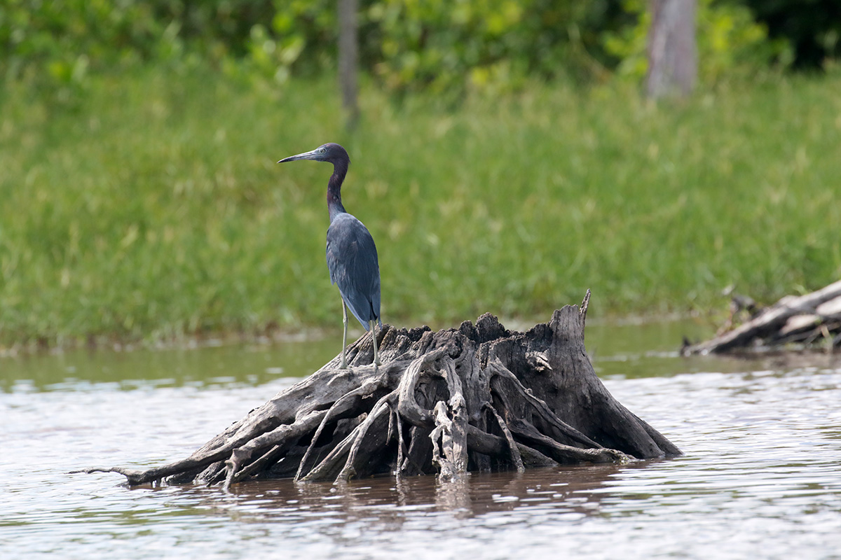 Little Blue Heron